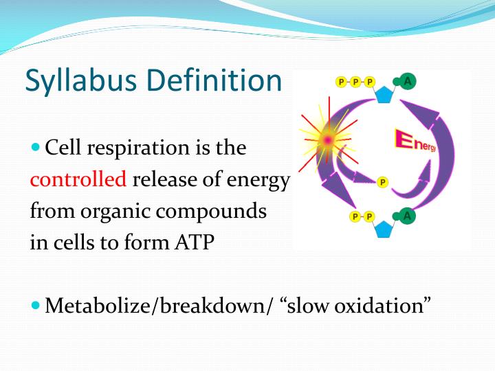 PPT Cellular Respiration PowerPoint Presentation ID