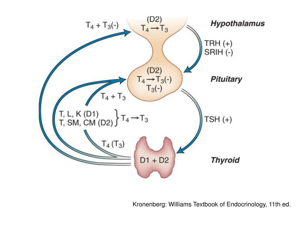 Ттг стресс. TSH. Тироид ИФА ТТГ. TSH ანალიზი. Thyroid Energy состав.