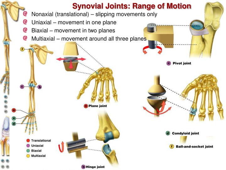 PPT Articulations (Joints) Chapter 8 PowerPoint Presentation ID6830896