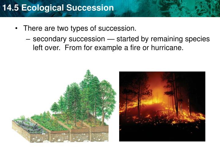 what are some examples of secondary succession