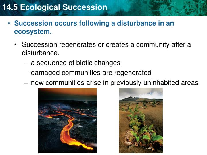 PPT - KEY CONCEPT Ecological Succession Is A Process Of Change In The ...