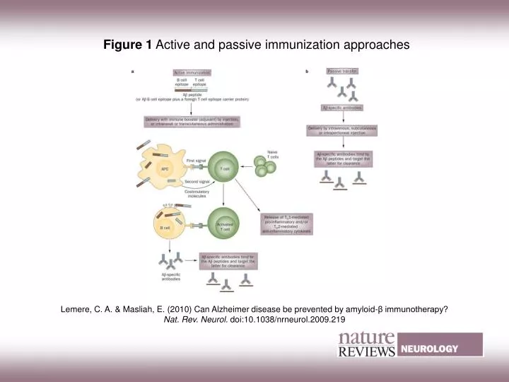 PPT - Figure 1 Active and passive immunization approaches PowerPoint ...