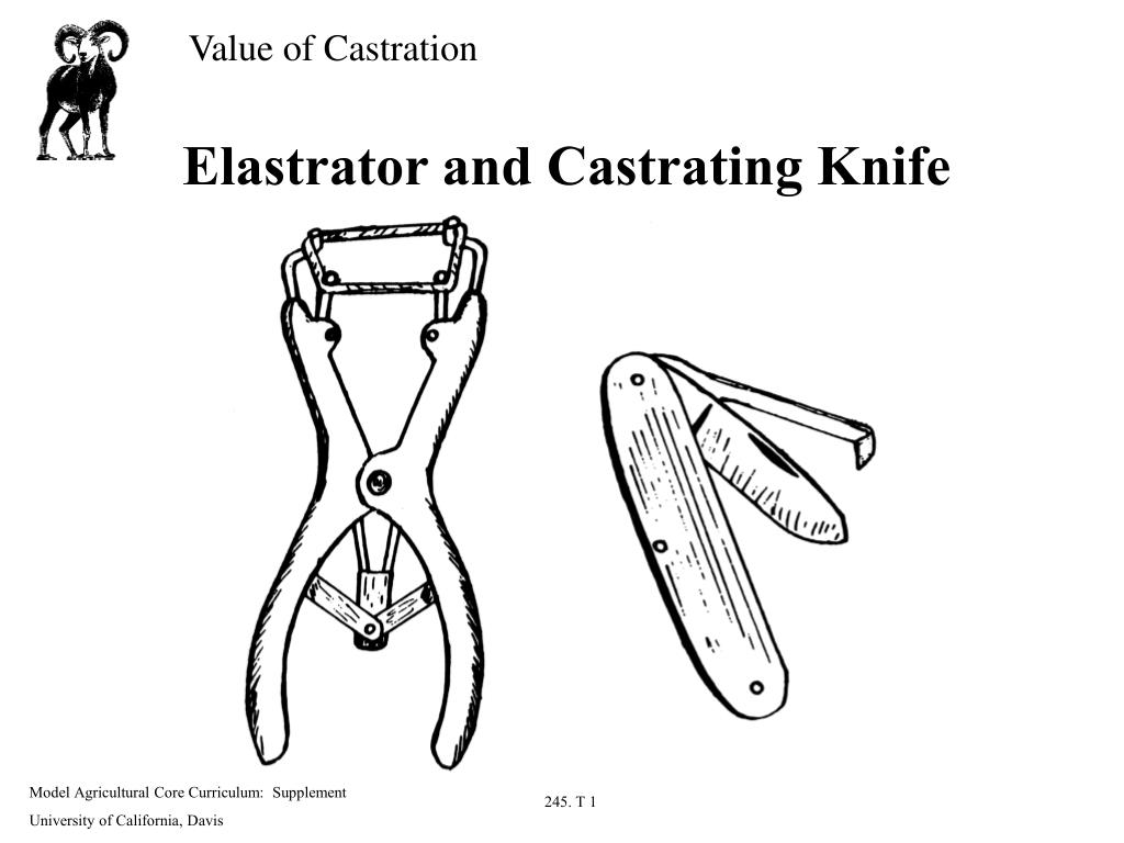 Elastrator and Castrating Knife.