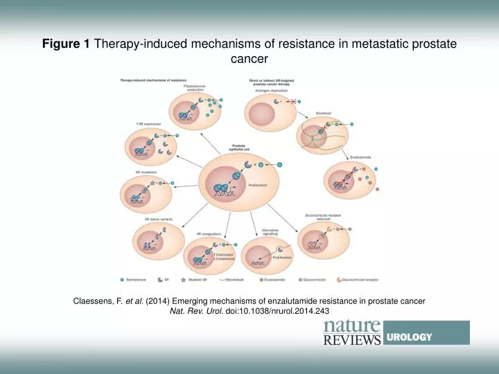 PPT Figure 1 Therapyinduced mechanisms of resistance in metastatic prostate cancer PowerPoint