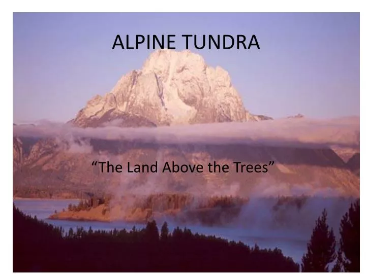 PPT - ALPINE TUNDRA PowerPoint Presentation, free download - ID:6835778