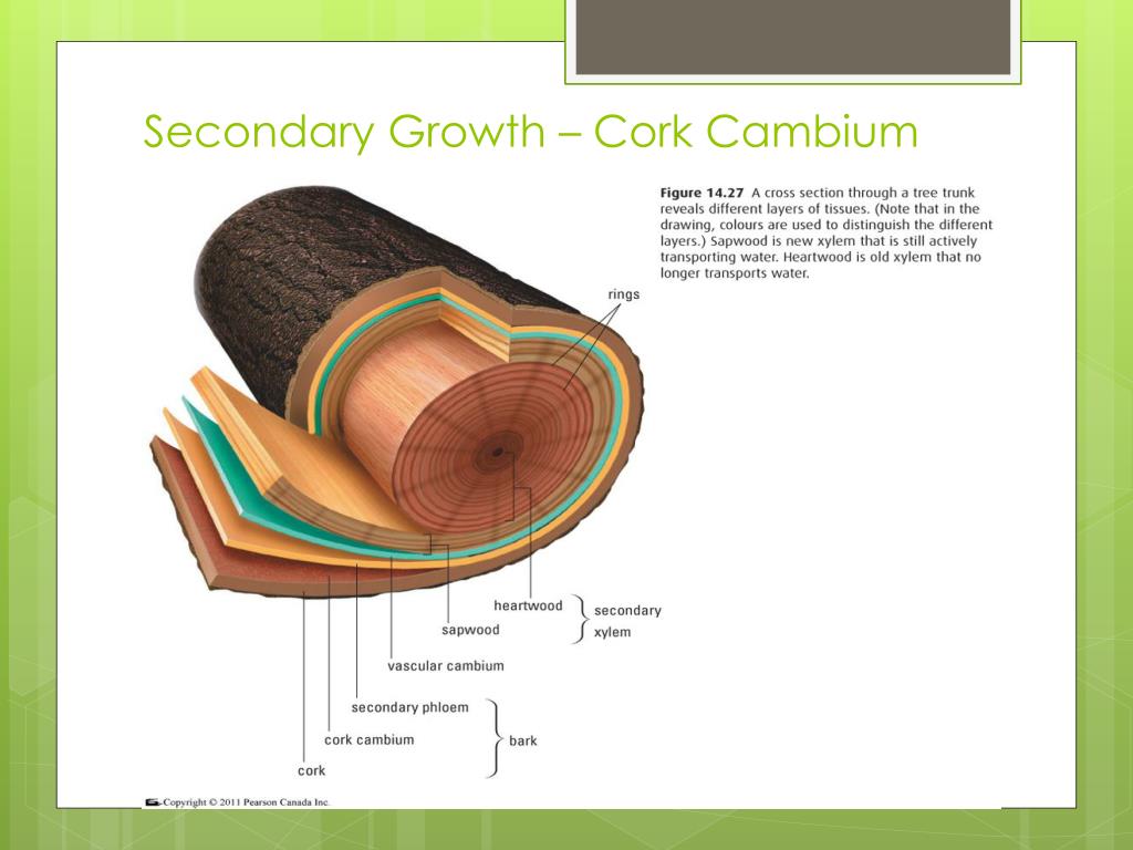 PPT Primary and Secondary Growth in Plants PowerPoint Presentation