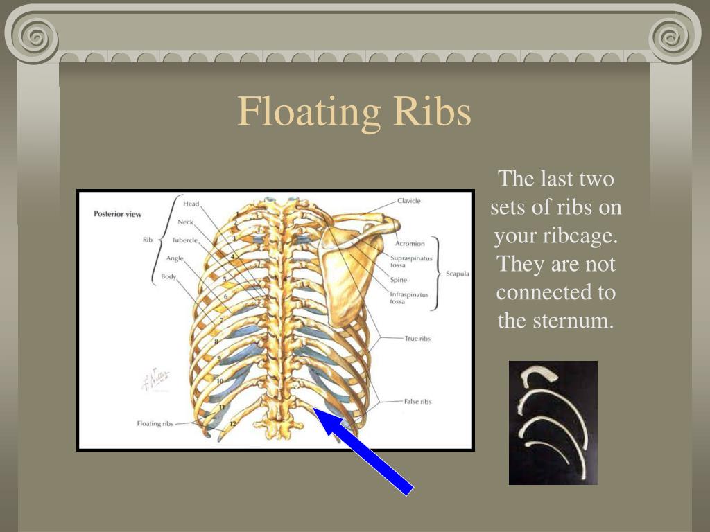 PPT The Skeletal System PowerPoint Presentation, free download ID