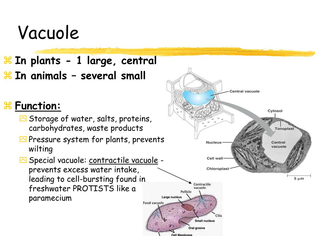 PPT - Chapter 4 PowerPoint Presentation; free download - ID:6836825