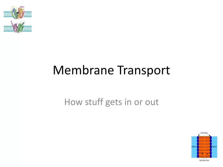 membrane transport n.