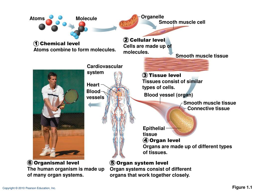 PPT - Overview of Anatomy and Physiology PowerPoint Presentation, free