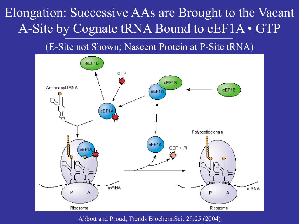 Trna Eef1a PPT - Regulation of Protein Translation PowerPoint Presentation, free ...