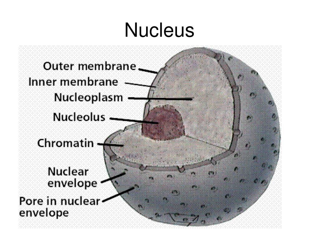 PPT - Microscopes PowerPoint Presentation, free download - ID:6838432