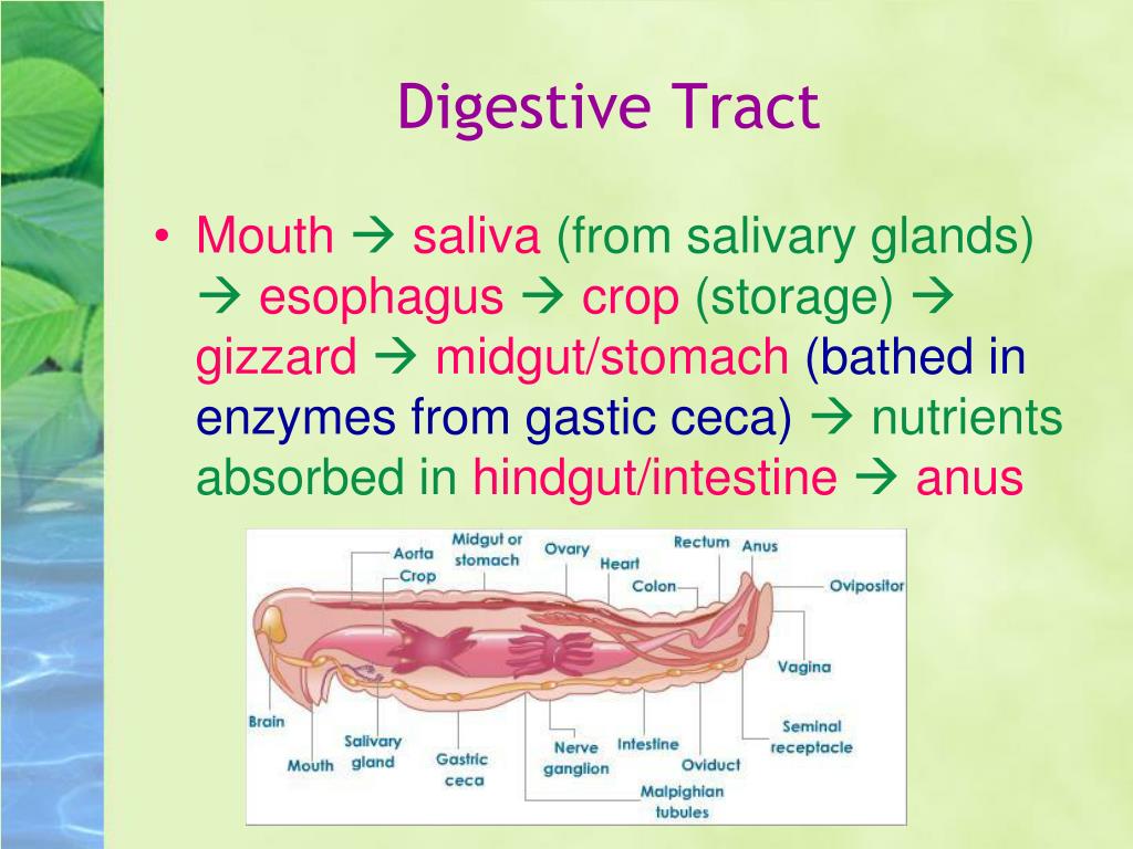 PPT - Insects PowerPoint Presentation, free download - ID ...