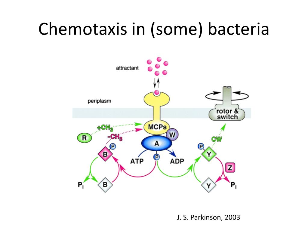 PPT - Chemotaxis study PowerPoint Presentation, free download - ID:6839214