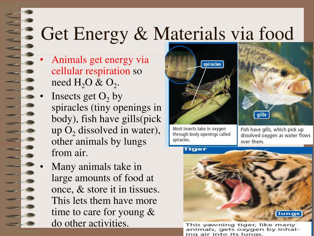 PPT - ANIMALS ARE CONSUMERS PowerPoint Presentation, free download -  ID:6841510