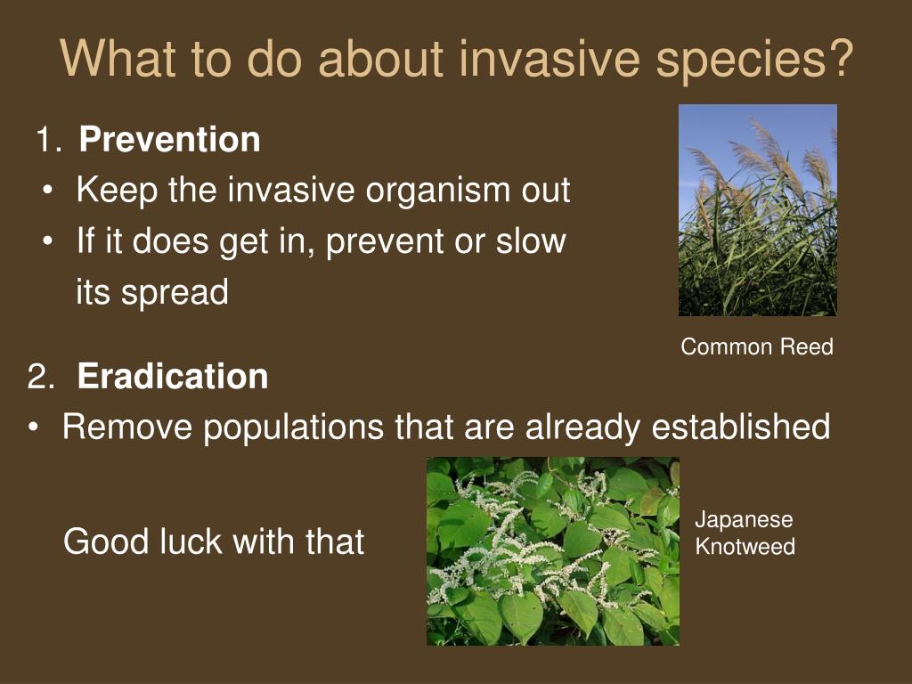 Introduction Of Invasive Species