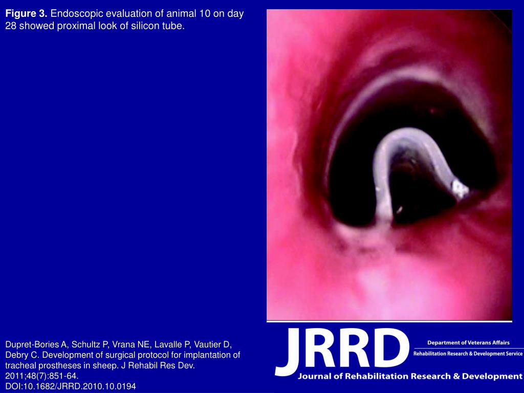 PPT Figure 3. Endoscopic evaluation of animal 10 on day 28 showed