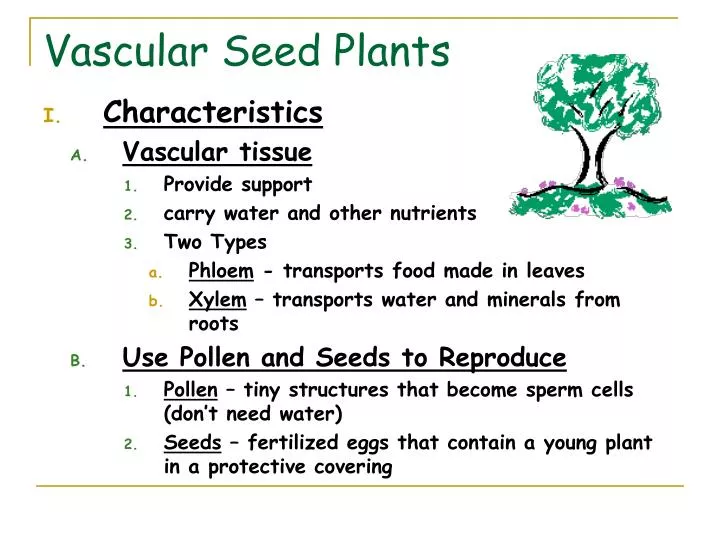 Why 2 sperm cells seed plants Why 2 sperm cells seed plants