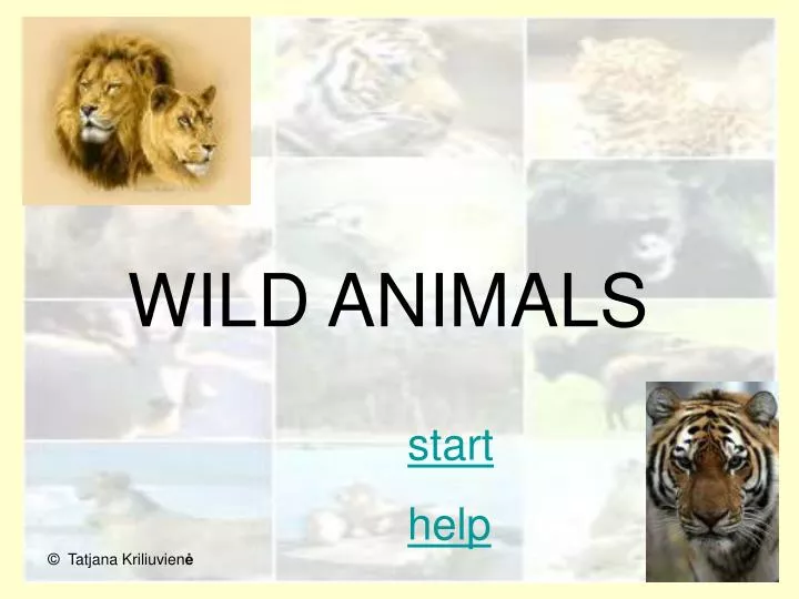 PPT - WILD ANIMALS PowerPoint Presentation, free download - ID:6844009