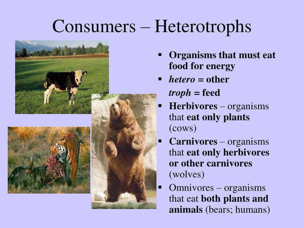 PPT - Unit Two Ecological Interactions PowerPoint Presentation, Free ...