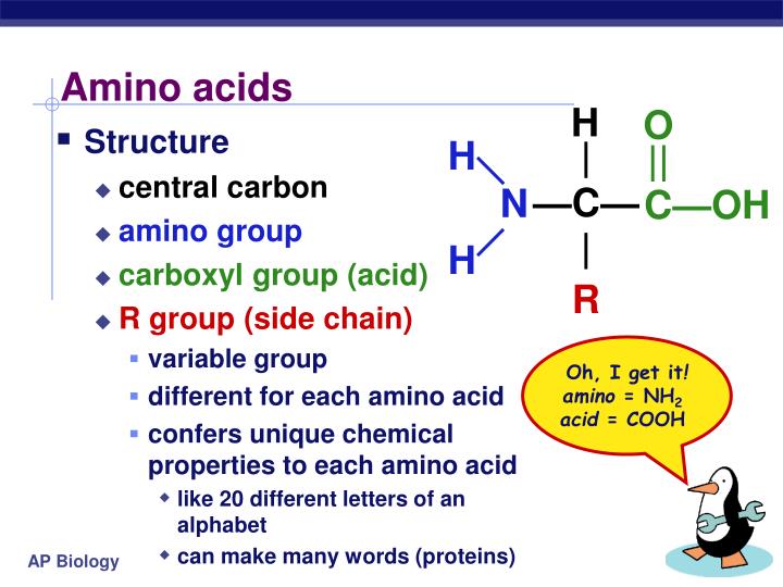 PPT - CH. 5 Macromolecules: part 2-proteins & nucleic acids PowerPoint