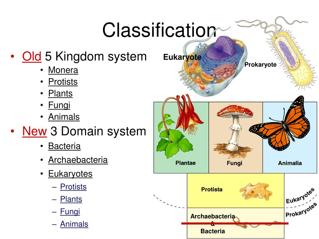 3 domain system of classification