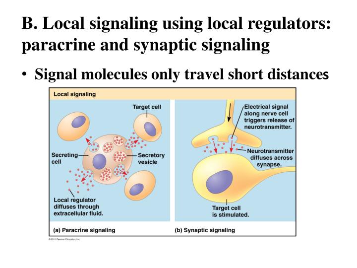 PPT CELL CELL INTERACTIONS CH 11 PowerPoint Presentation ID6848686