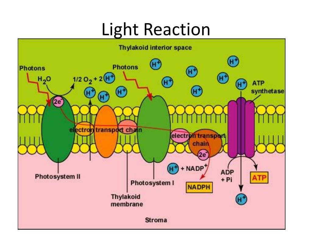 ppt on light reaction in photosynthesis
