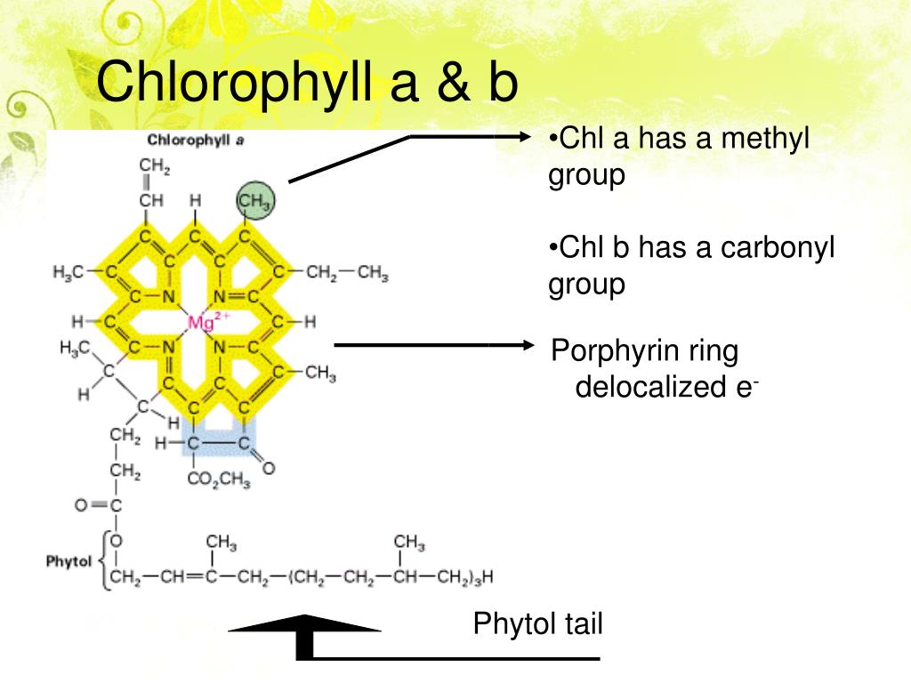 12.What are the changes in head of chlorophyll c from chlorophyll a head?
