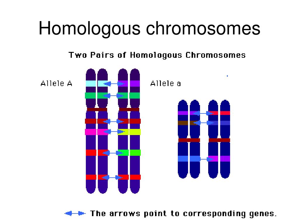 Pair second. Аллели на хромосомах. Homologous chromosomes. Разные аллели. Homologous pairs of chromosome.