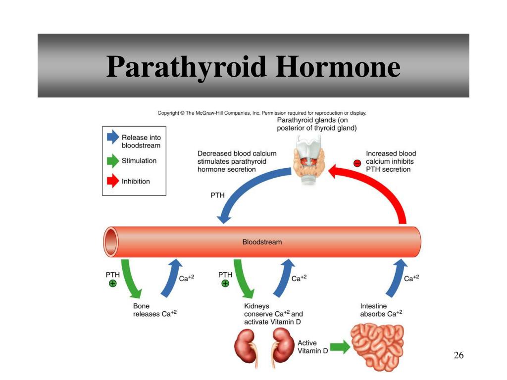 PPT - Chapter 13 Endocrine System PowerPoint Presentation, free