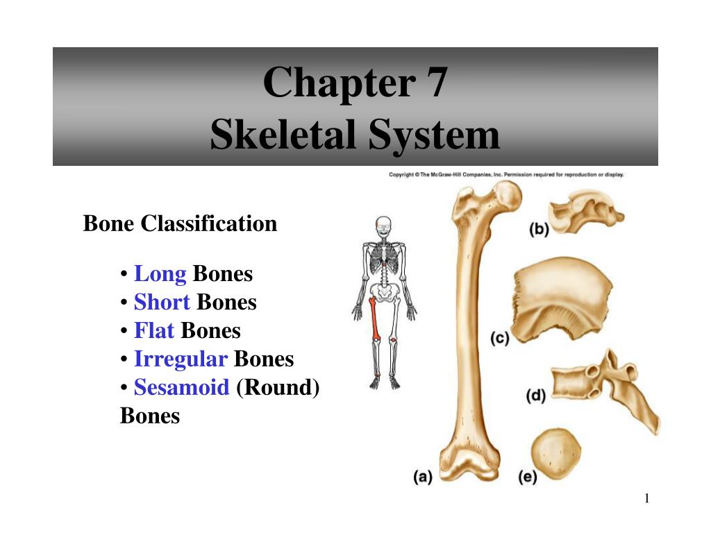 flat bones function flat bones function