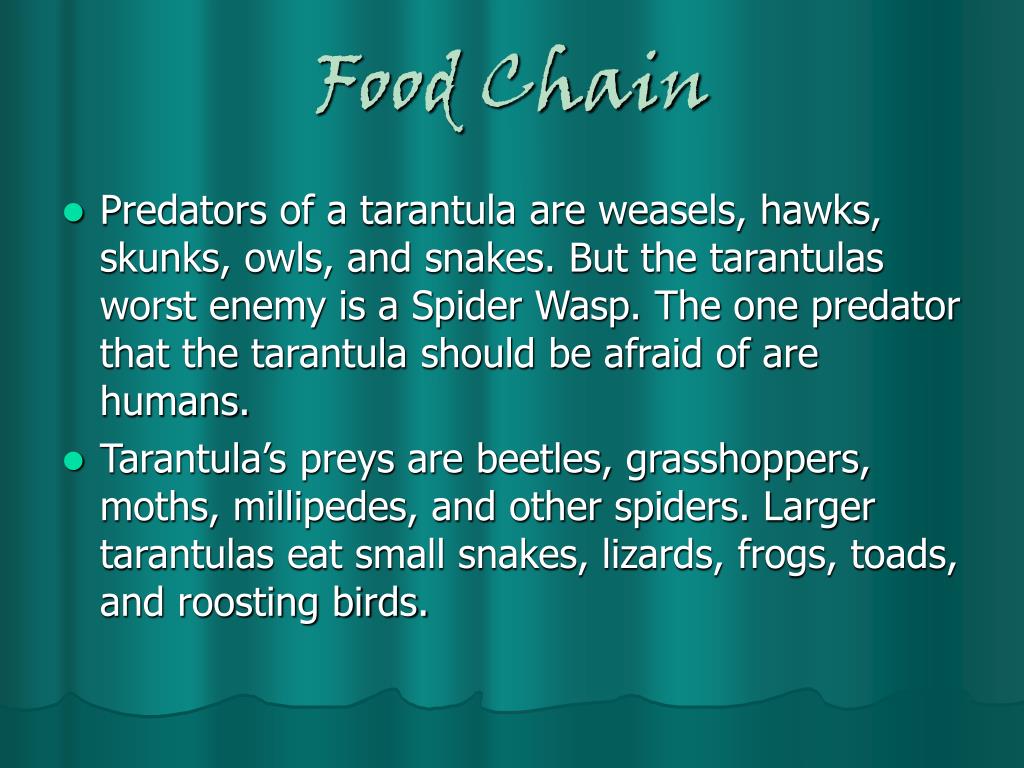 Tarantula PowerPoint Presentation free download Biology Diagrams