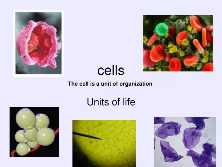 ppt-cells-powerpoint-presentation-free-download-id-6853122