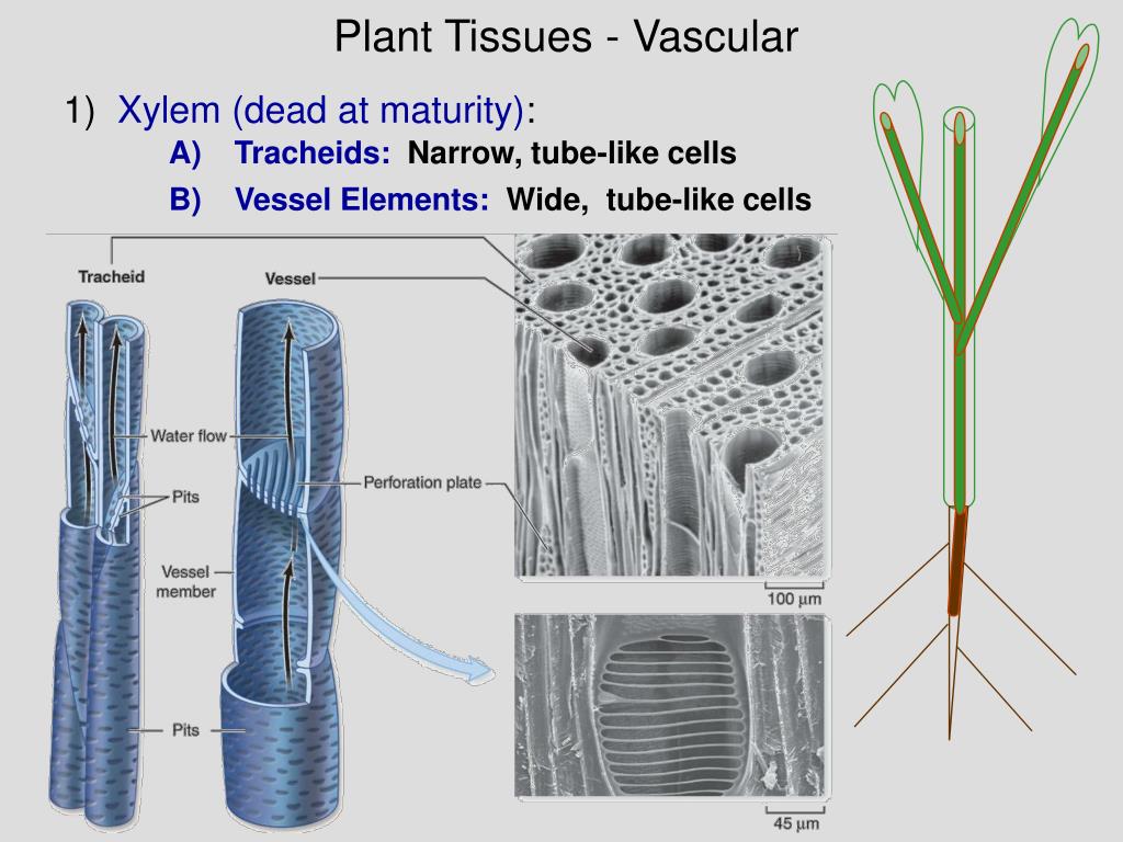Plant tissues. Xylem Tissue. Xylem Vessels. Xylem structure.