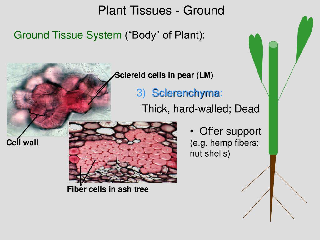 Plant tissues. Ground Tissue of Plants. Basic Tissues of Plants. Mechanical Tissue in Plants.