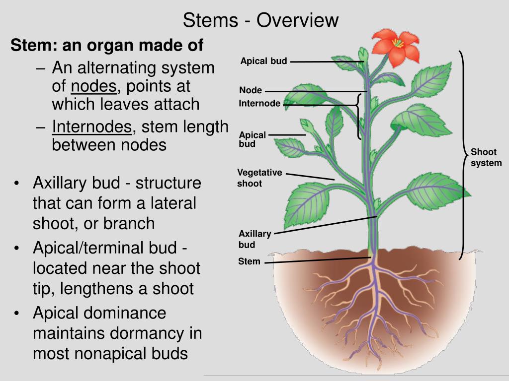 Plant structure. Apical Bud. Plant and the functions. Plant Organ System. Structure of the vegetative Bud.