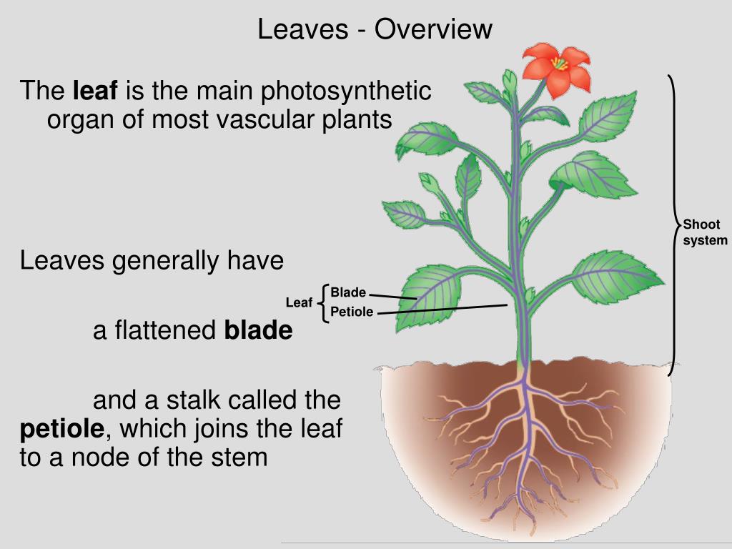 Plant 3 forms. Plant 3 формы. Photosynthesis Organ of Plants. Leaf node. Stalk joins the Leaf to Plant.
