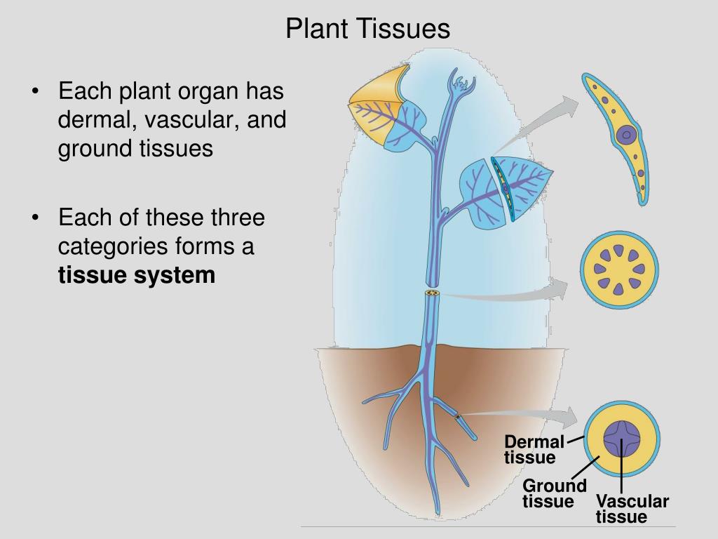 Plant tissues. Tissue of Plants Vascular. Plant Tissue ppt. Ground ,Vascular and Dermal.