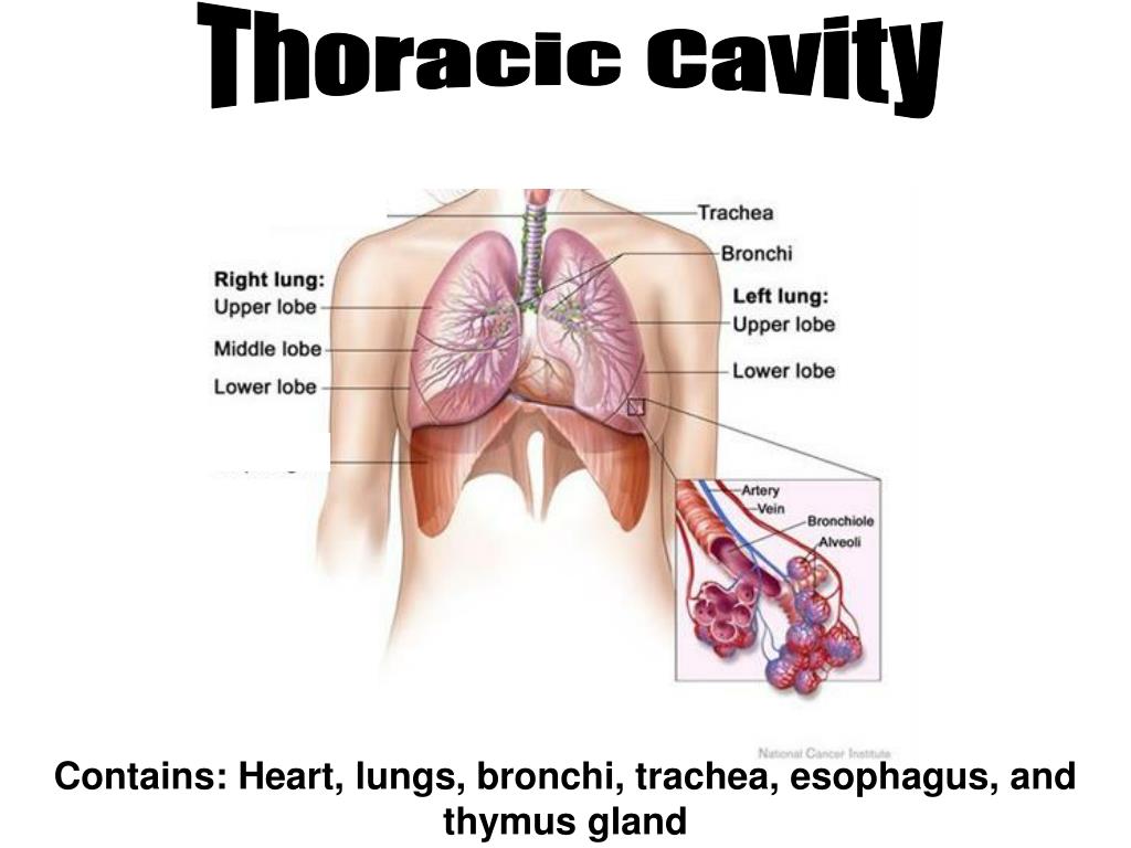 Why Is The Thoracic Cavity Important