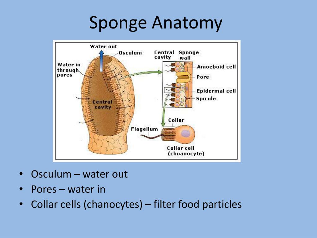 what type of body cavity does a sponge have