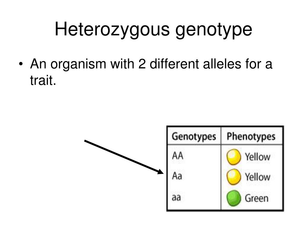 Heterozygous Gene คือ อะไร