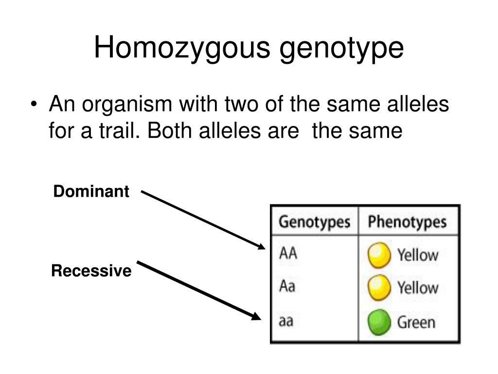 Homozygous Genotype คือ อะไร