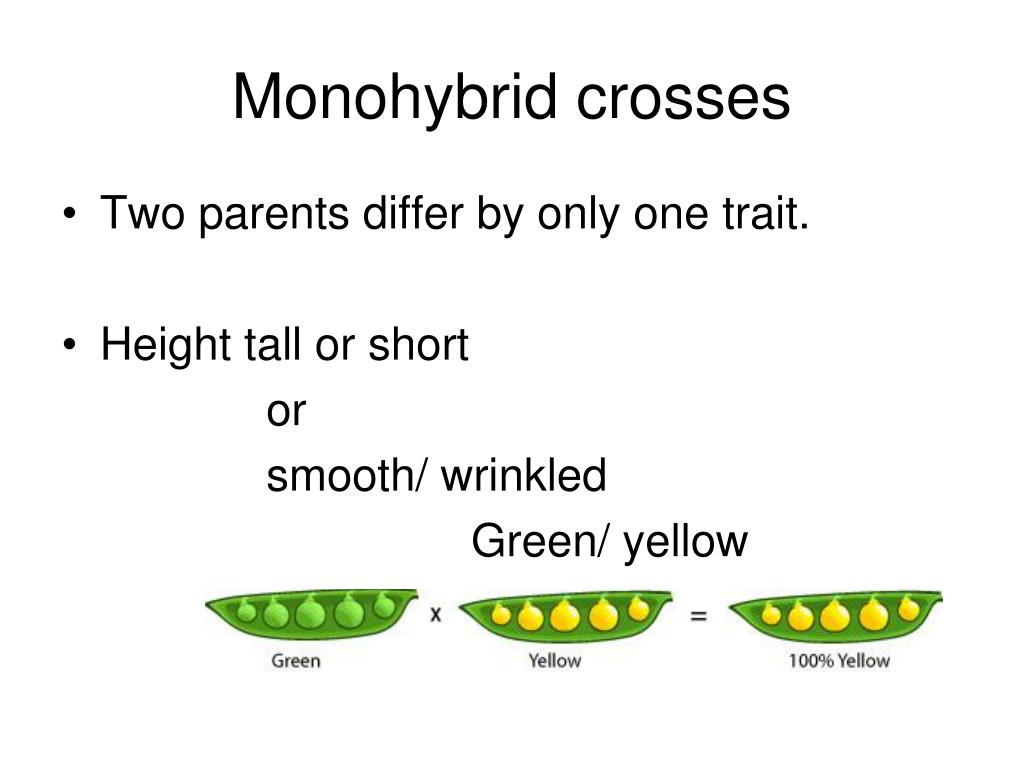Monohybrid Cross. Monohybrid Flouse. Monohybrid Crossing Vegetables. Monohybrid Fruits.