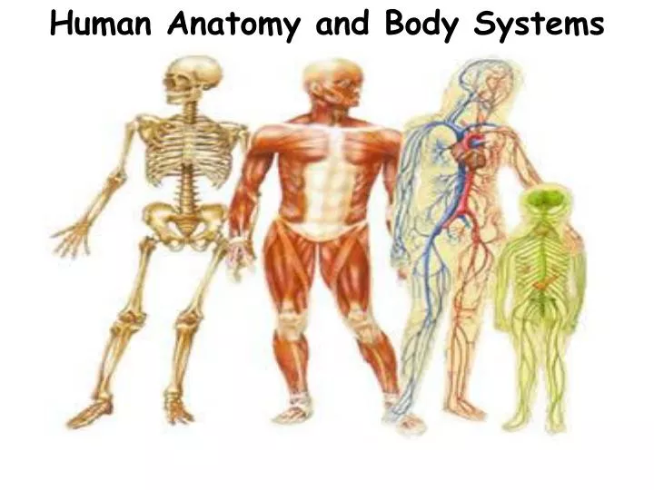 Human Diagram Body Systems - Aflam-Neeeak