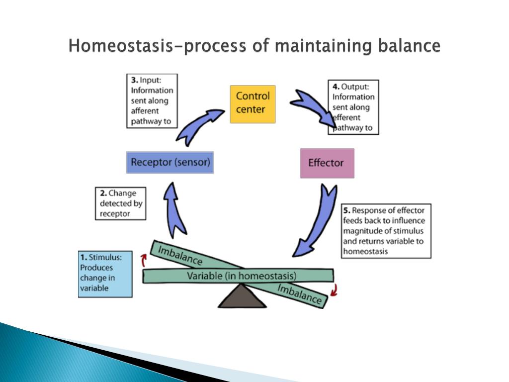 the process of homeostasis