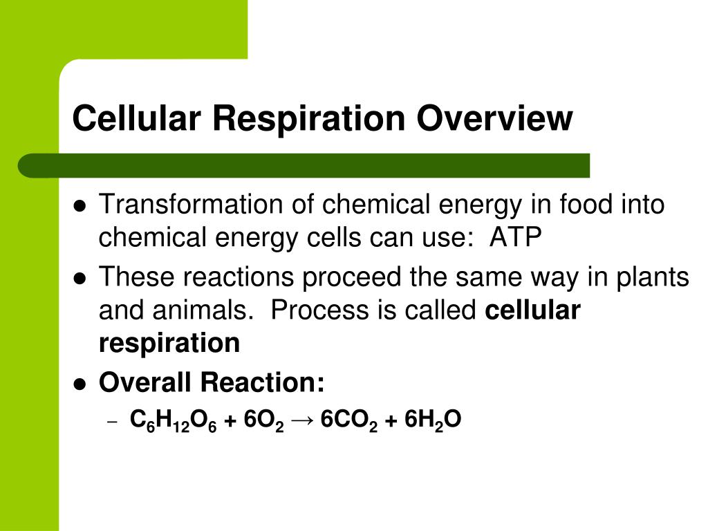 cellular respiration overview cellular respiration overview