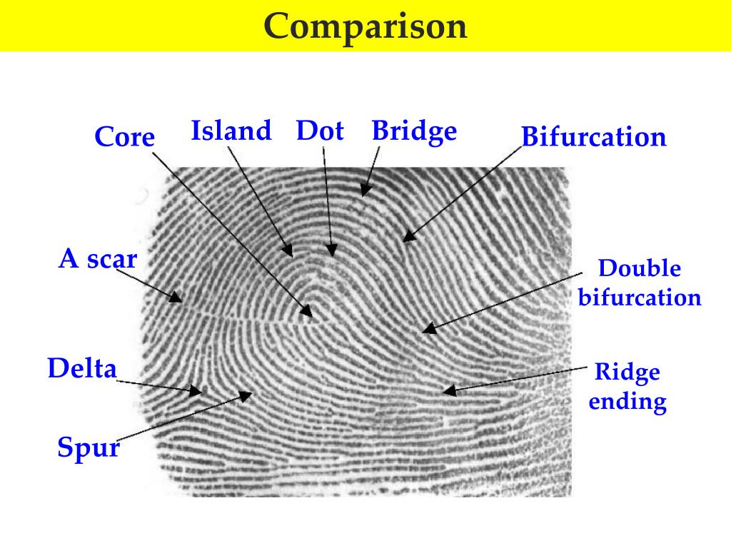 PPT Chapter 4 Fingerprints PowerPoint Presentation Free Download PPT Chapter 4 Fingerprints PowerPoint Presentation Free Download