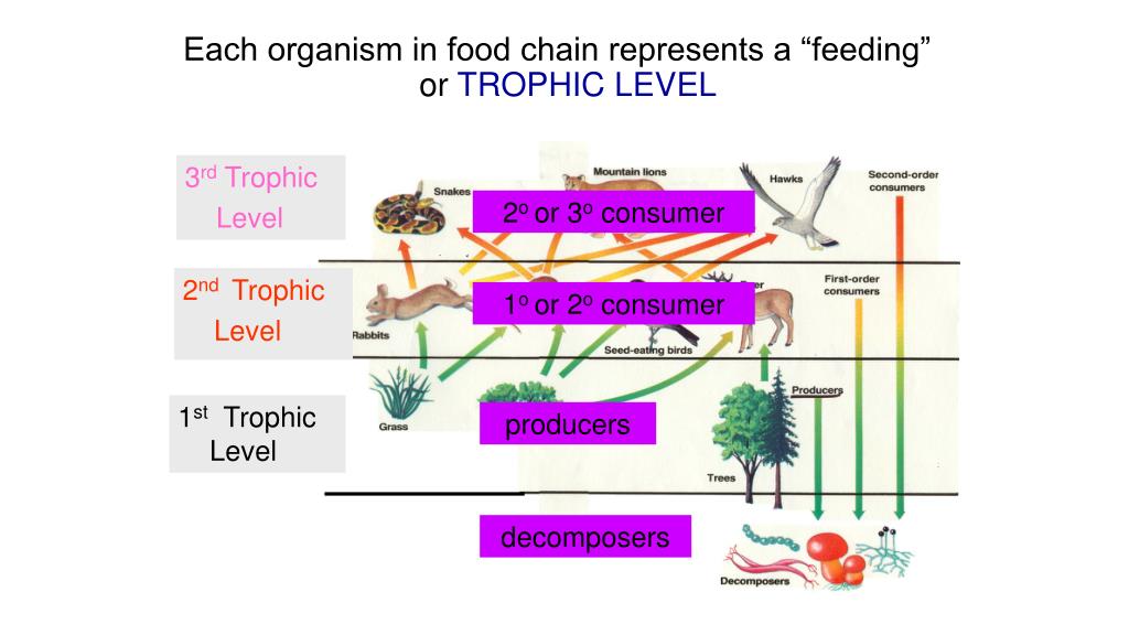 FOOD CHAIN = used to show how matter & energy move through an ... Biology Diagrams