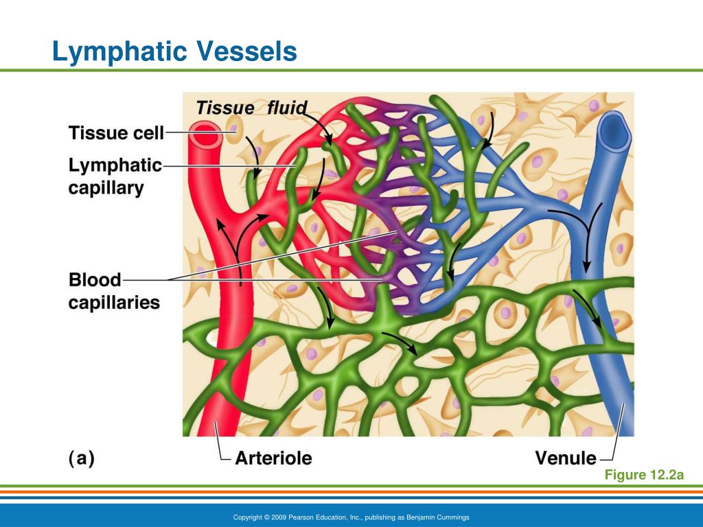 PPT - The Lymphatic System and Body Defenses PowerPoint Presentation